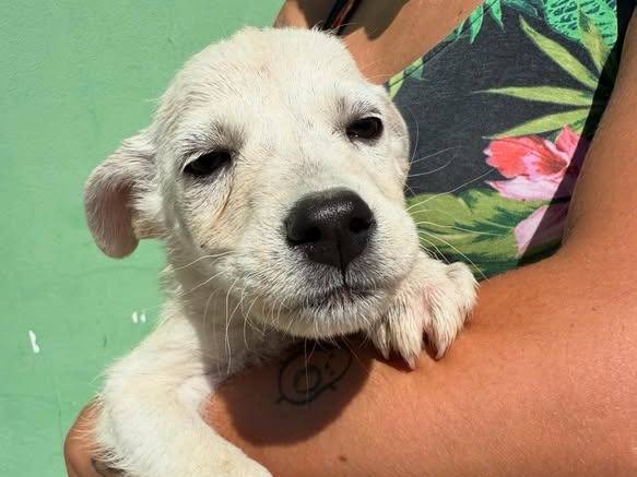 Adozione cane, maschio, Razza sconosciuta Razza sconosciuta, 3 mesi, taglia media, Matera