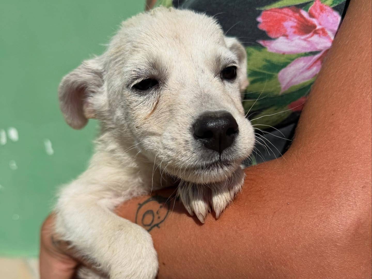 Adotta un cane, maschio, 3 mesi, Matera