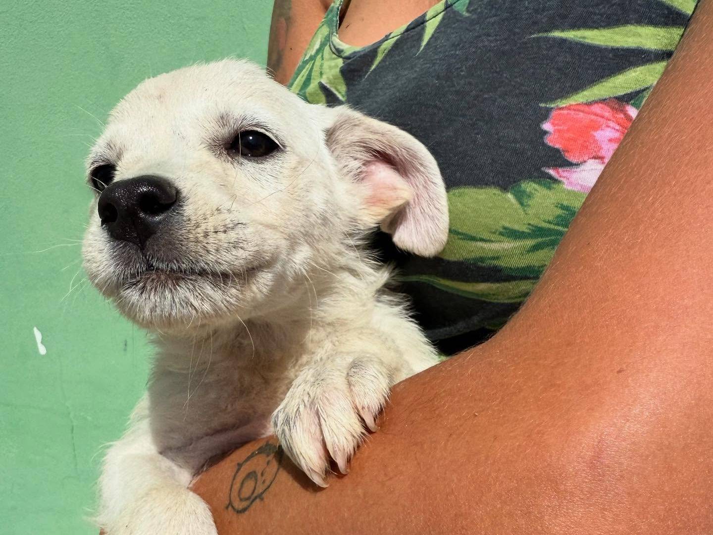 Adotta un cane, taglia media, maschio, Matera