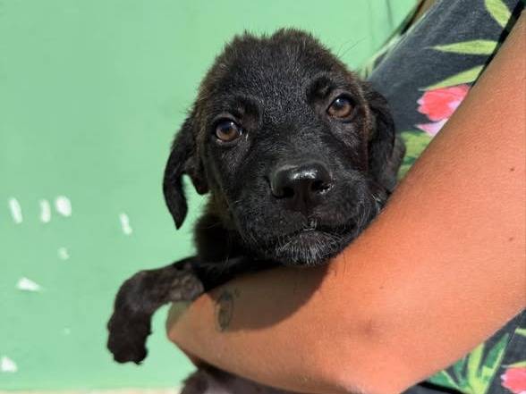 Adozione cane, maschio, Razza sconosciuta Razza sconosciuta, 3 mesi, taglia media, Matera
