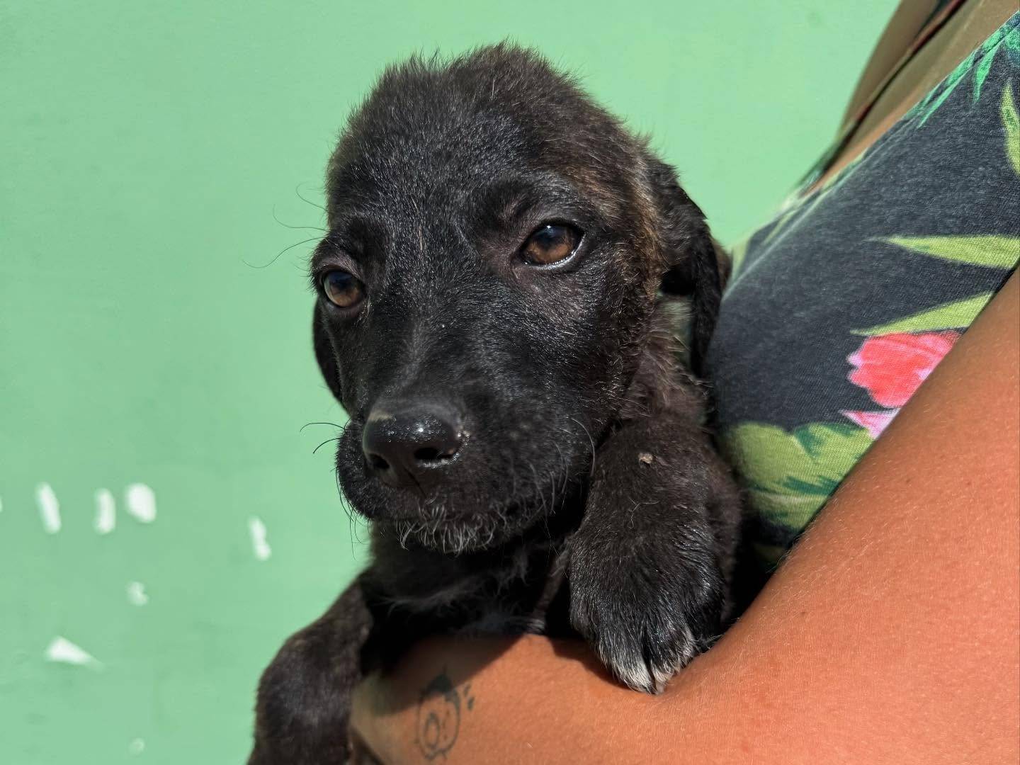 Vuoi adottare un cane a Matera?