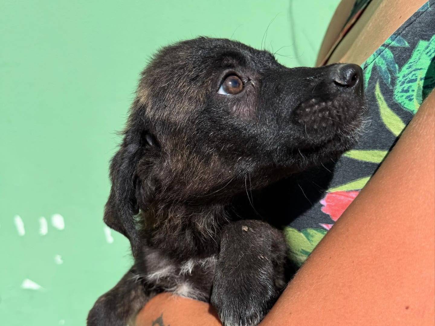 Adotta il cane Andrè a Matera