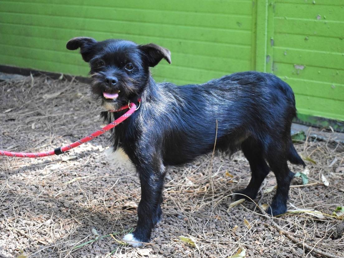 Vuoi adottare un cane a Roma?