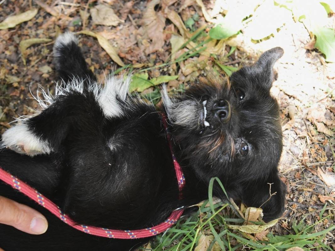 Adotta il cane Beniamino a Roma