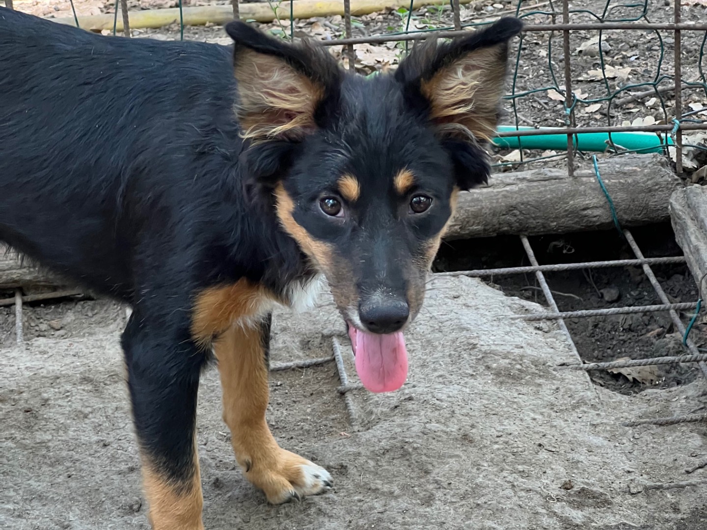 Adozione cane, femmina, Volpino di Pomerania Razza sconosciuta, 3 mesi, taglia media contenuta, Roma