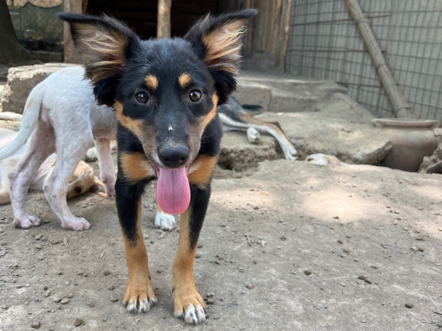 Adotta un cane, femmina, 3 mesi, Roma