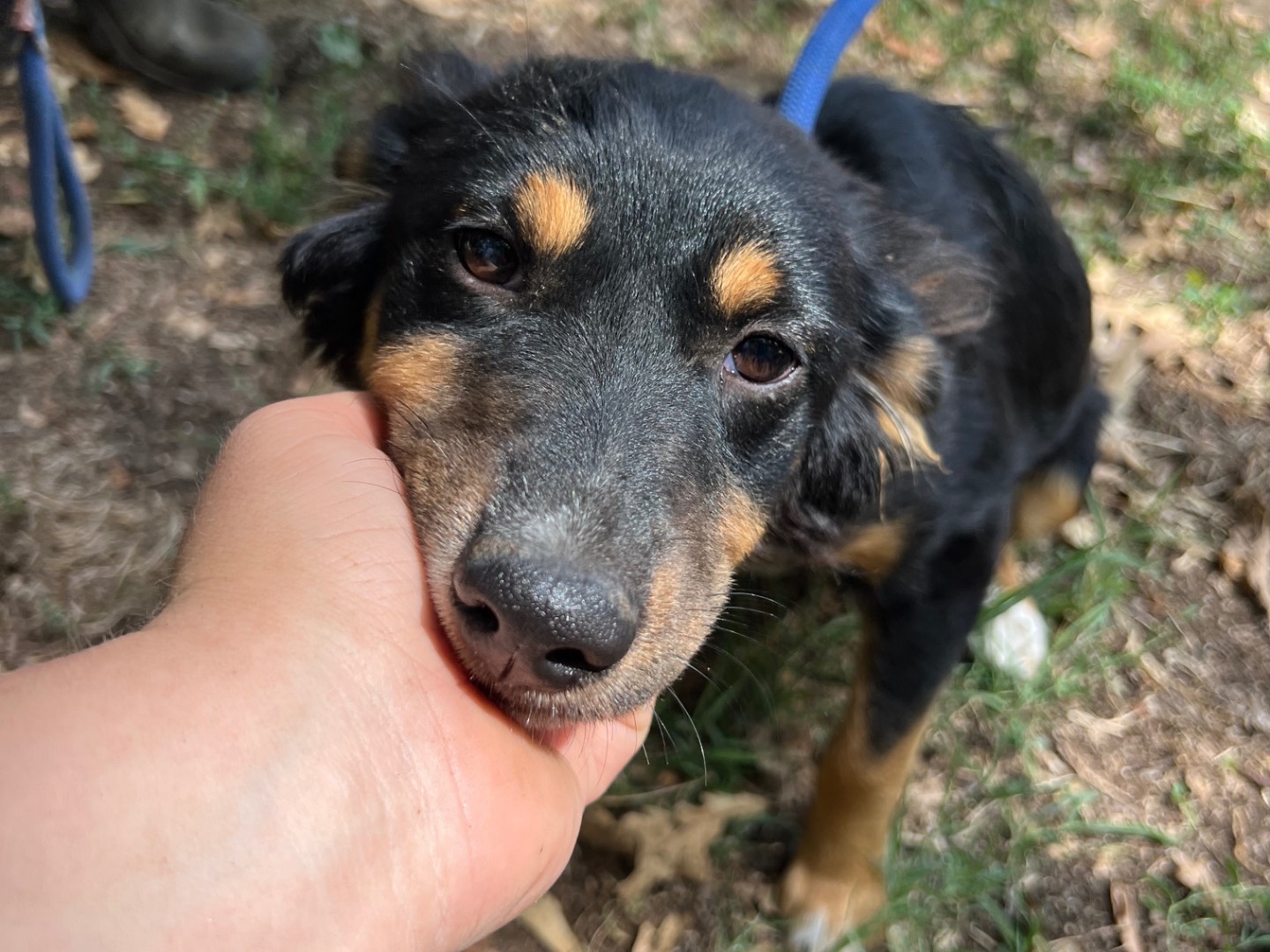 Vuoi adottare un cane a Roma?