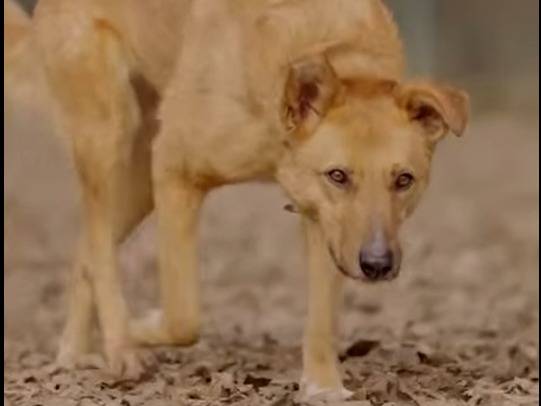 Vuoi adottare un cane a Brescia?