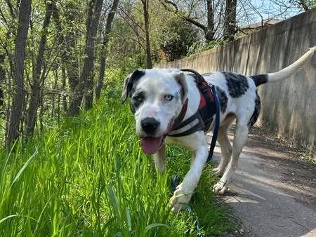 Adotta un cane, maschio, 4 anni e 1 mese, Brescia
