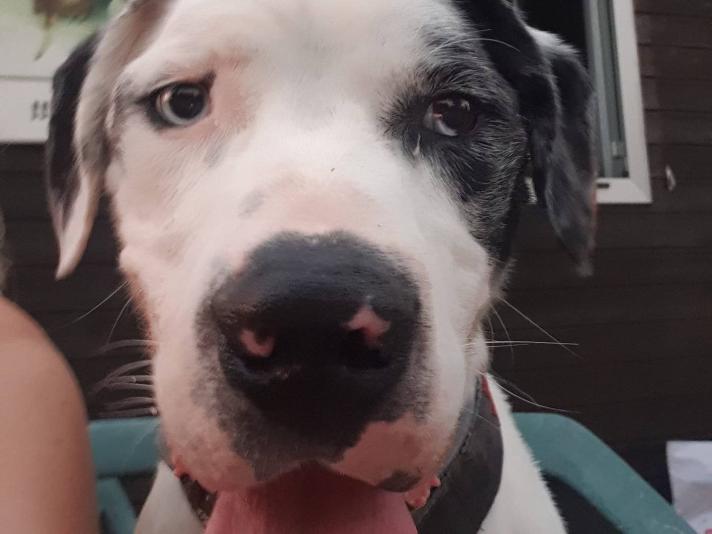 Vuoi adottare un cane a Brescia?