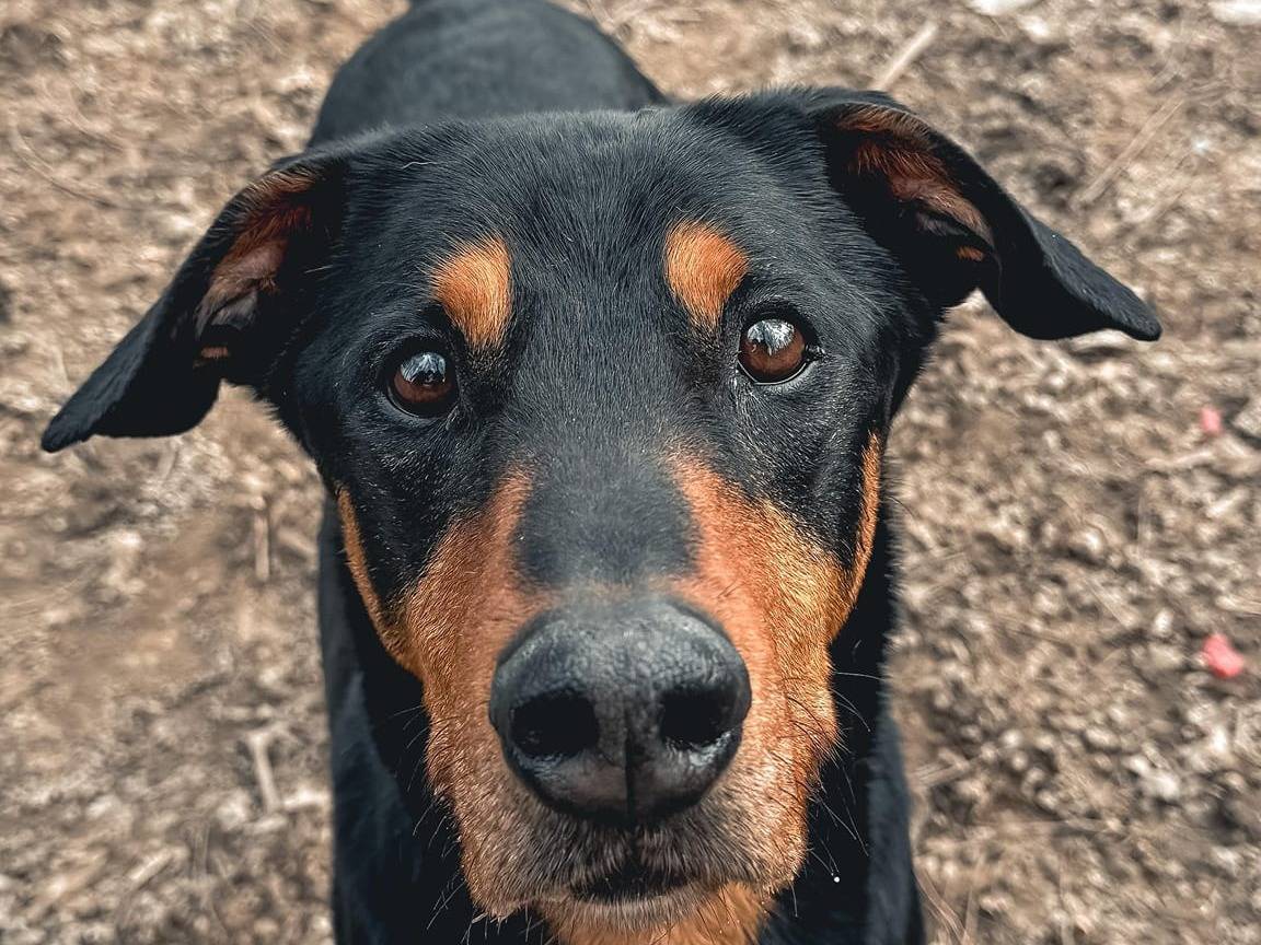 Adozione cane, maschio, Razza sconosciuta Dobermann, 10 anni e 1 mese, taglia grande, Brescia