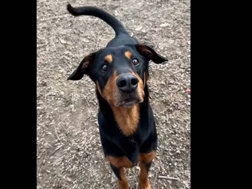 Adotta un cane, taglia grande, maschio, Brescia