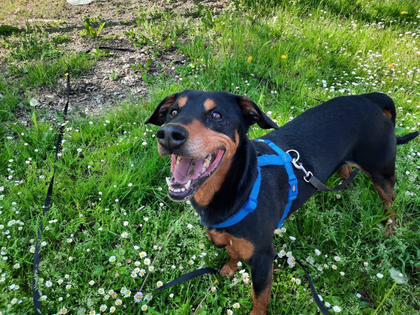 Vuoi adottare un cane a Brescia?