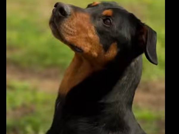 Adotta il cane ATTILA a Brescia