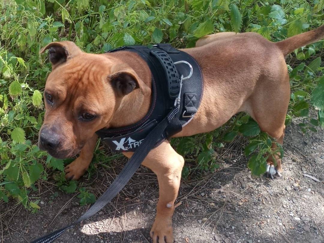Adotta un cane, taglia grande, maschio, Palermo