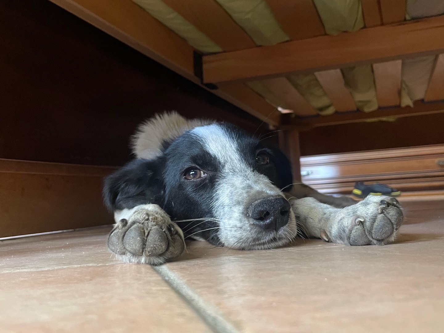 Adozione cane, maschio, Razza sconosciuta Razza sconosciuta, 4 mesi, taglia media contenuta, Cosenza