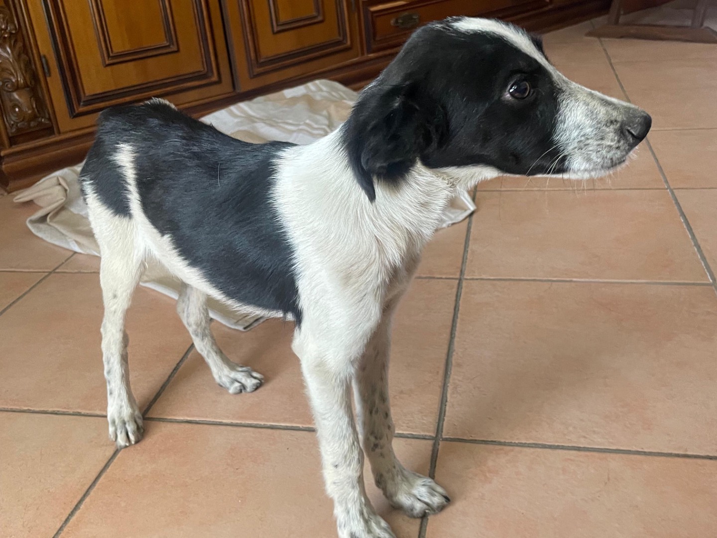 Adotta un cane, maschio, 4 mesi, Cosenza