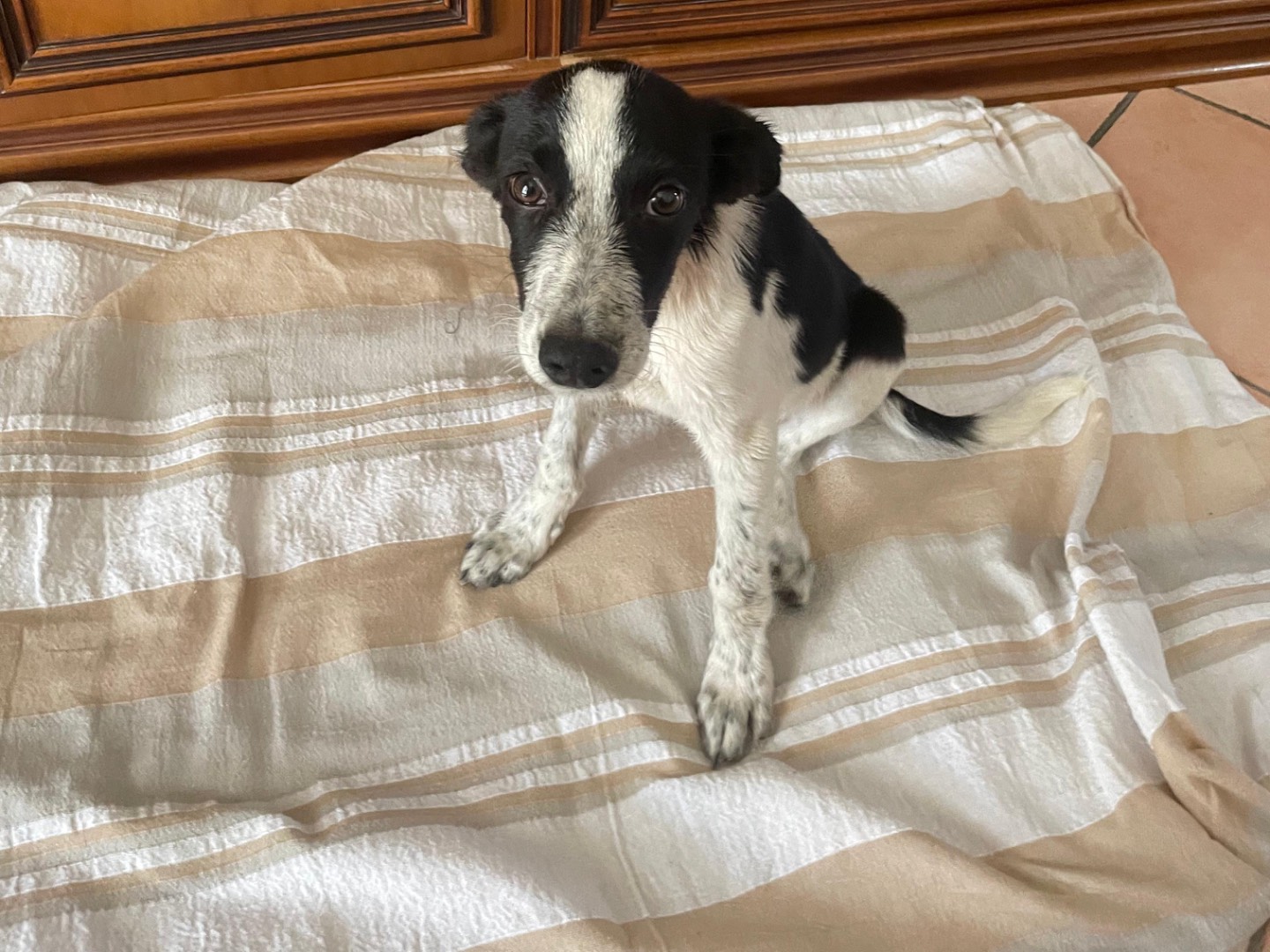Adotta un cane, taglia media contenuta, maschio, Cosenza