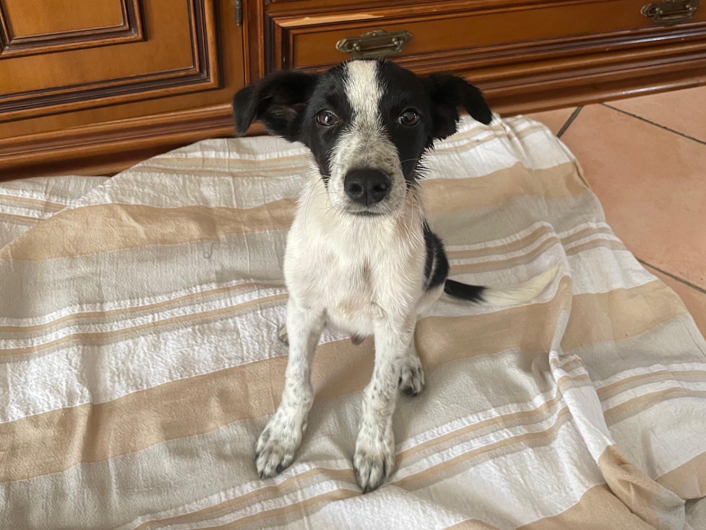 Vuoi adottare un cane a Cosenza?