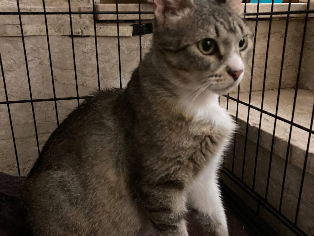 Vuoi adottare un gatto a Milano?