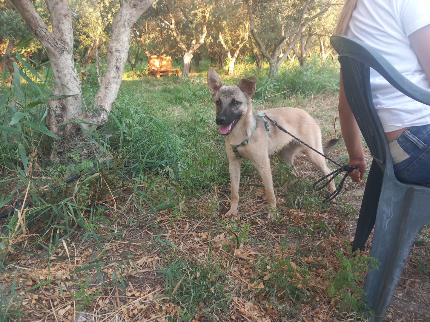 Adozione cane, maschio, Razza sconosciuta Razza sconosciuta, 8 mesi, taglia media contenuta, Cosenza