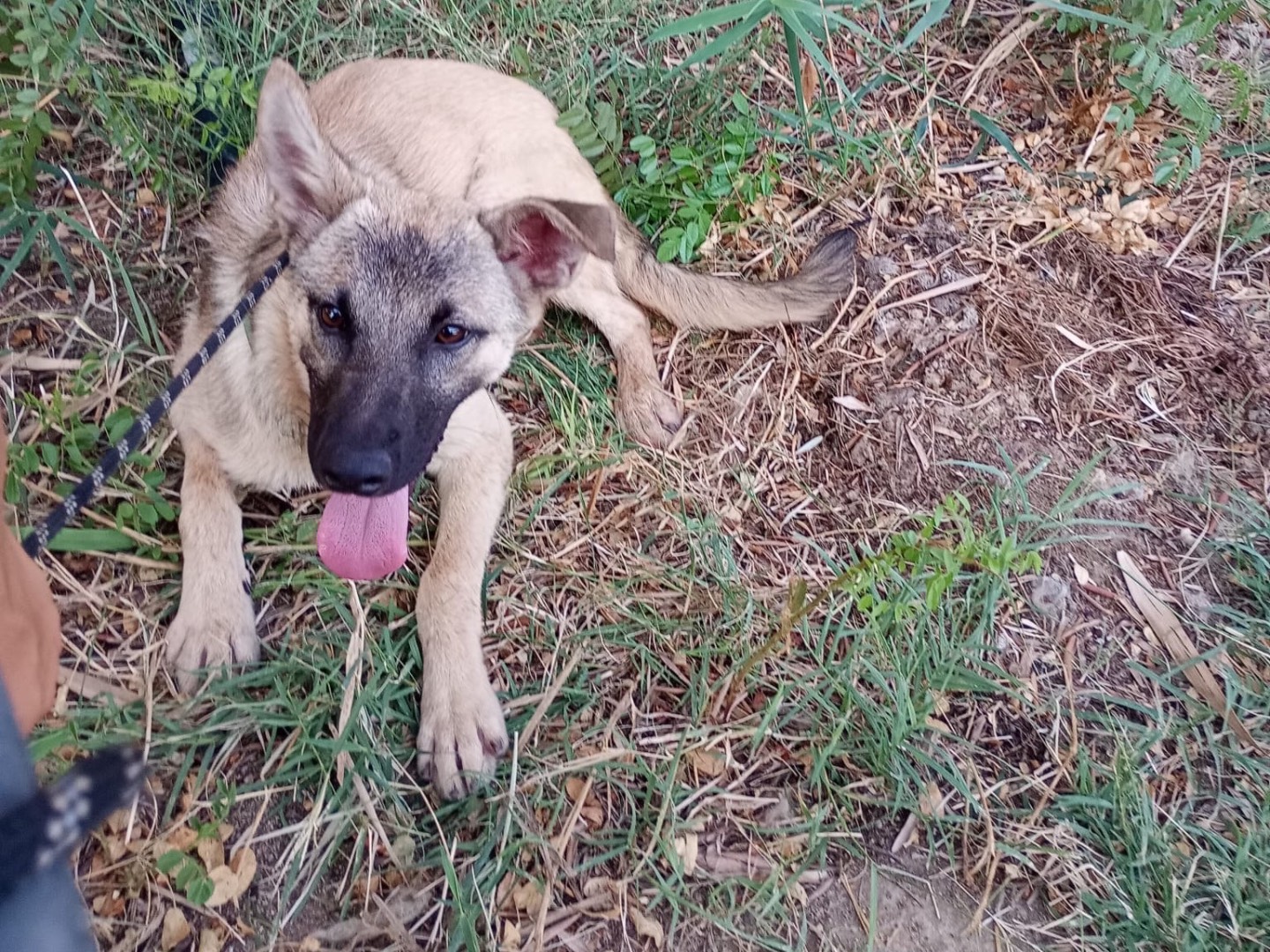 Adotta un cane, maschio, 8 mesi, Cosenza
