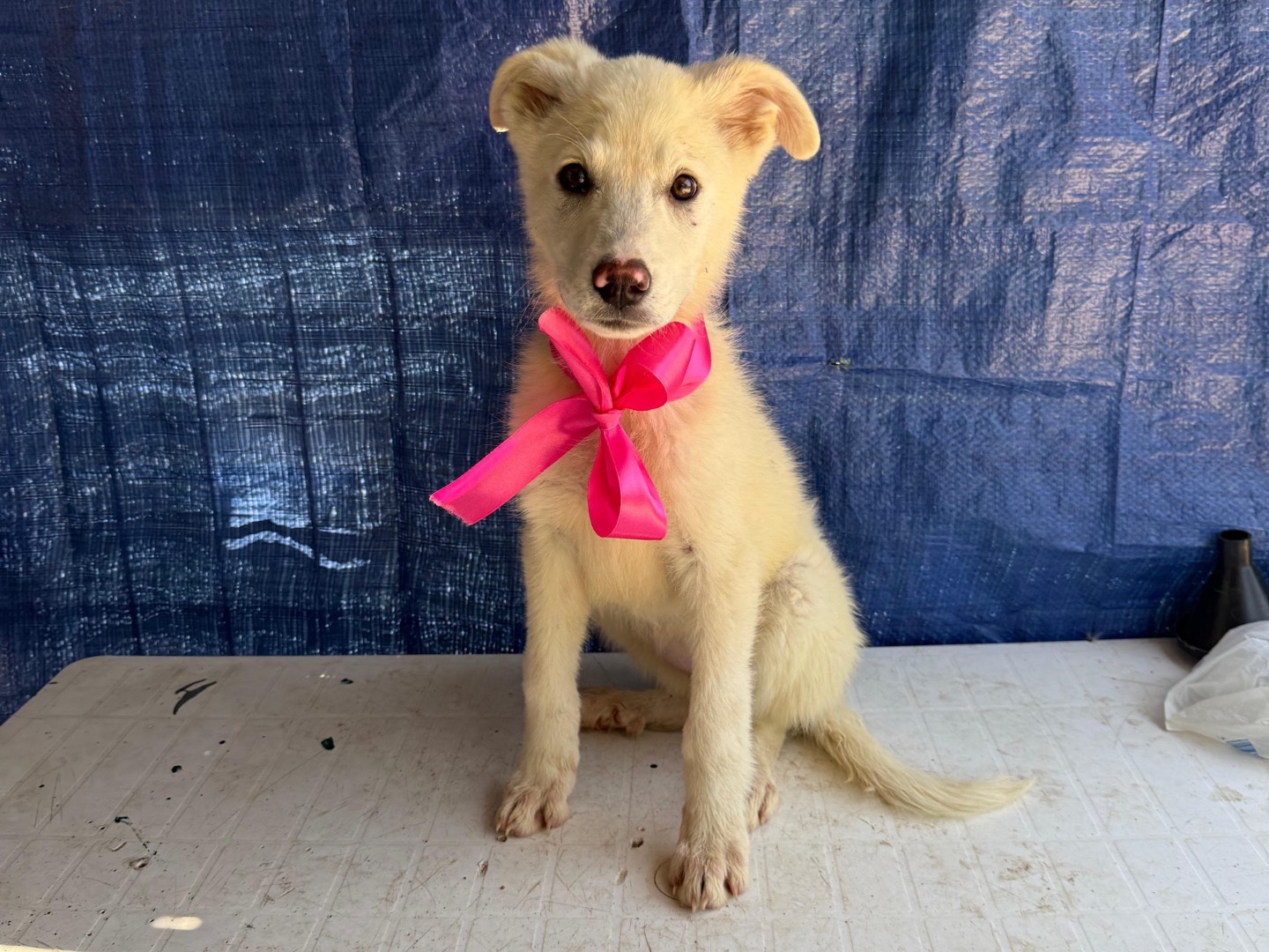 Adozione cane, femmina, Pastore maremmano Razza sconosciuta, 6 mesi, taglia grande, Foggia