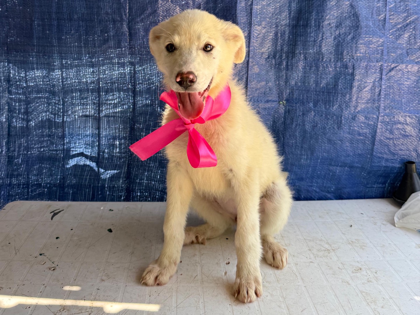 Adotta un cane, femmina, 6 mesi, Foggia