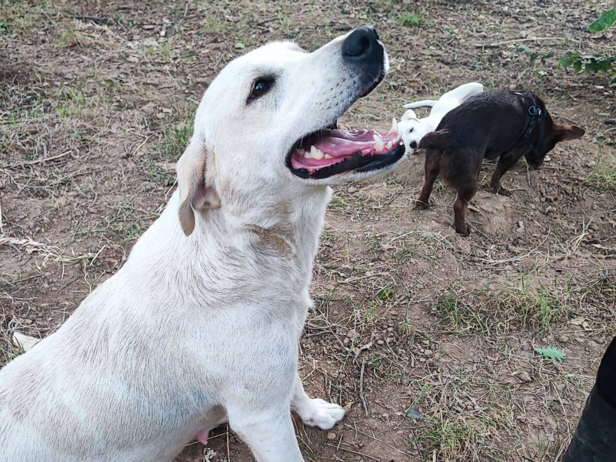 Adozione cane, femmina, Razza sconosciuta Razza sconosciuta, 1 anno e 6 mesi, taglia media, Avellino