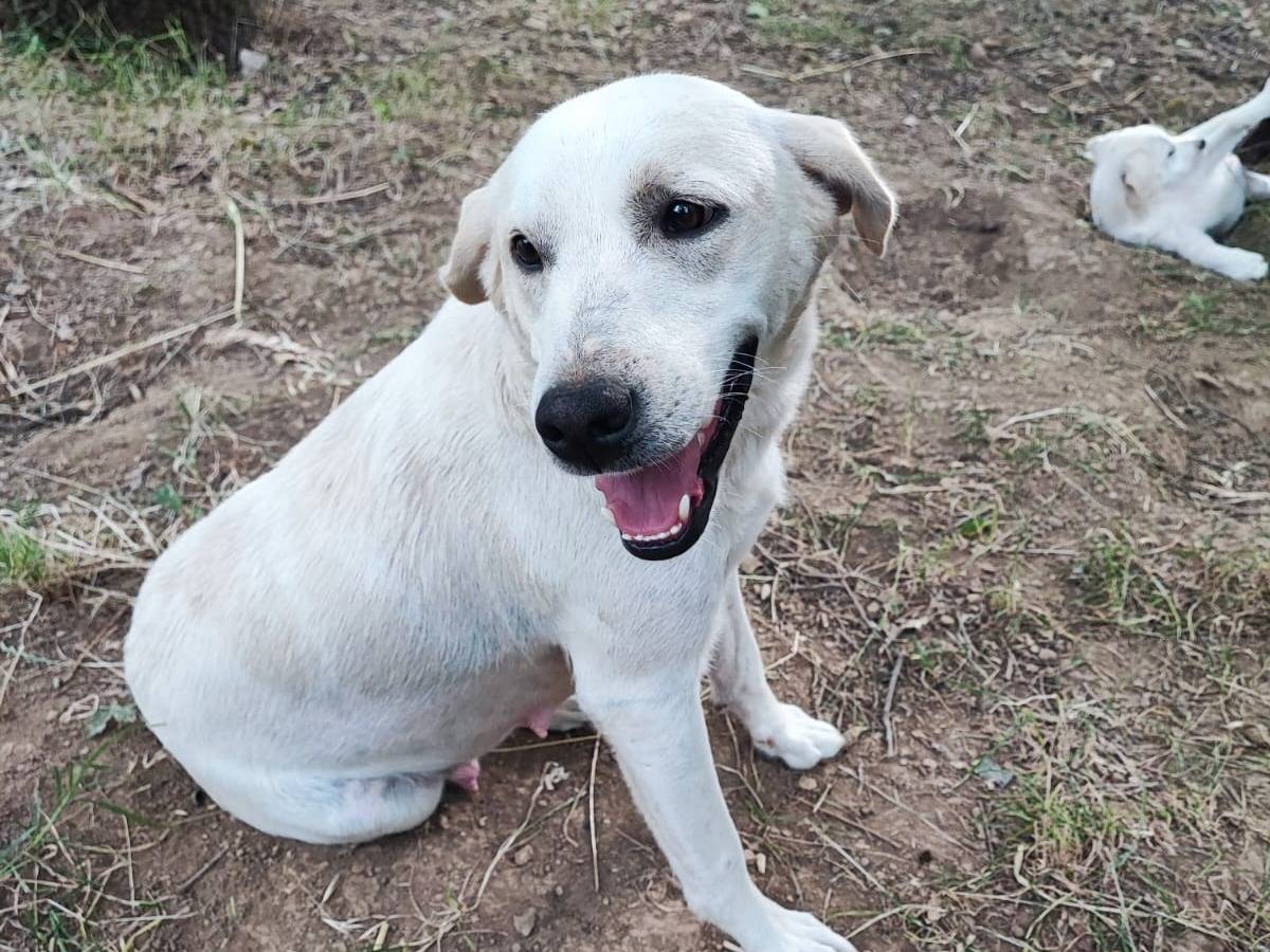 Adotta un cane, femmina, 1 anno e 6 mesi, Avellino