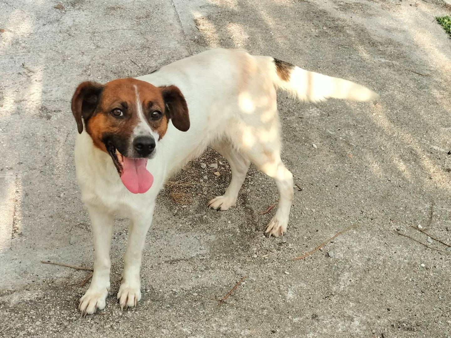 Vuoi adottare un cane a Frosinone?