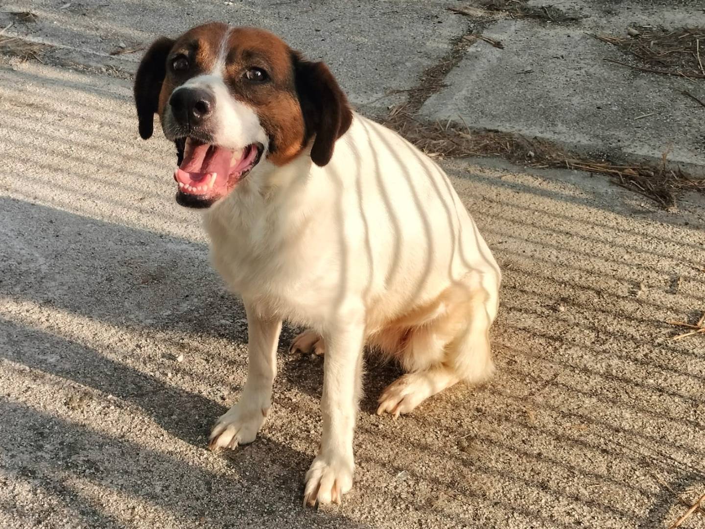 Adotta il cane ALMA a Frosinone