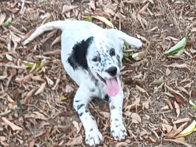 Adozione cane, maschio, Setter Inglese Razza sconosciuta, 2 mesi, taglia media, Benevento