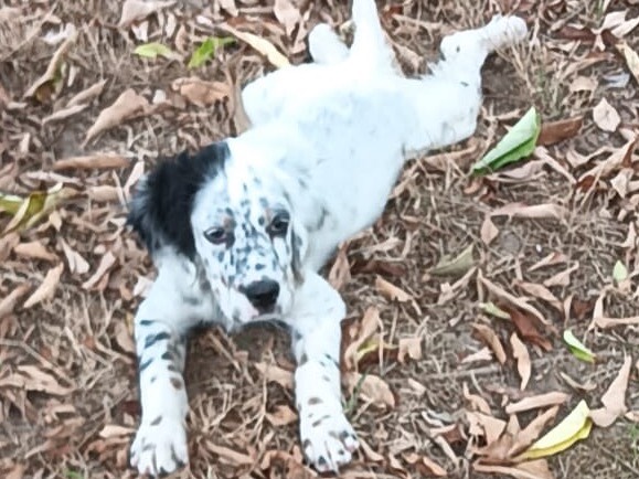 Adotta un cane, maschio, 2 mesi, Benevento