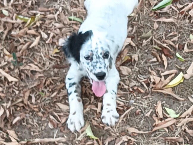 Adotta un cane, taglia media, maschio, Benevento