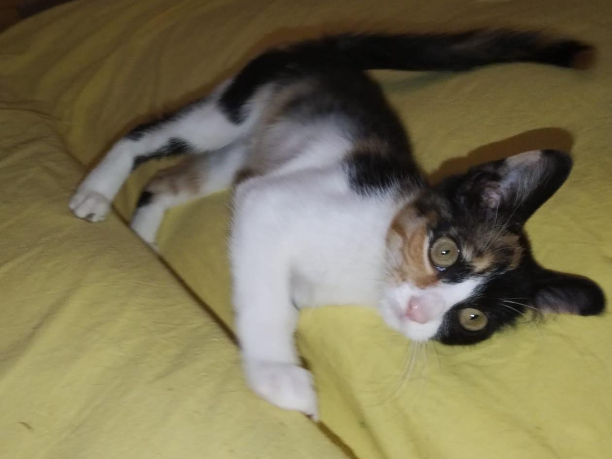 Adozione gatto, femmina, Razza sconosciuta Razza sconosciuta, 4 mesi, taglia non valida, Benevento