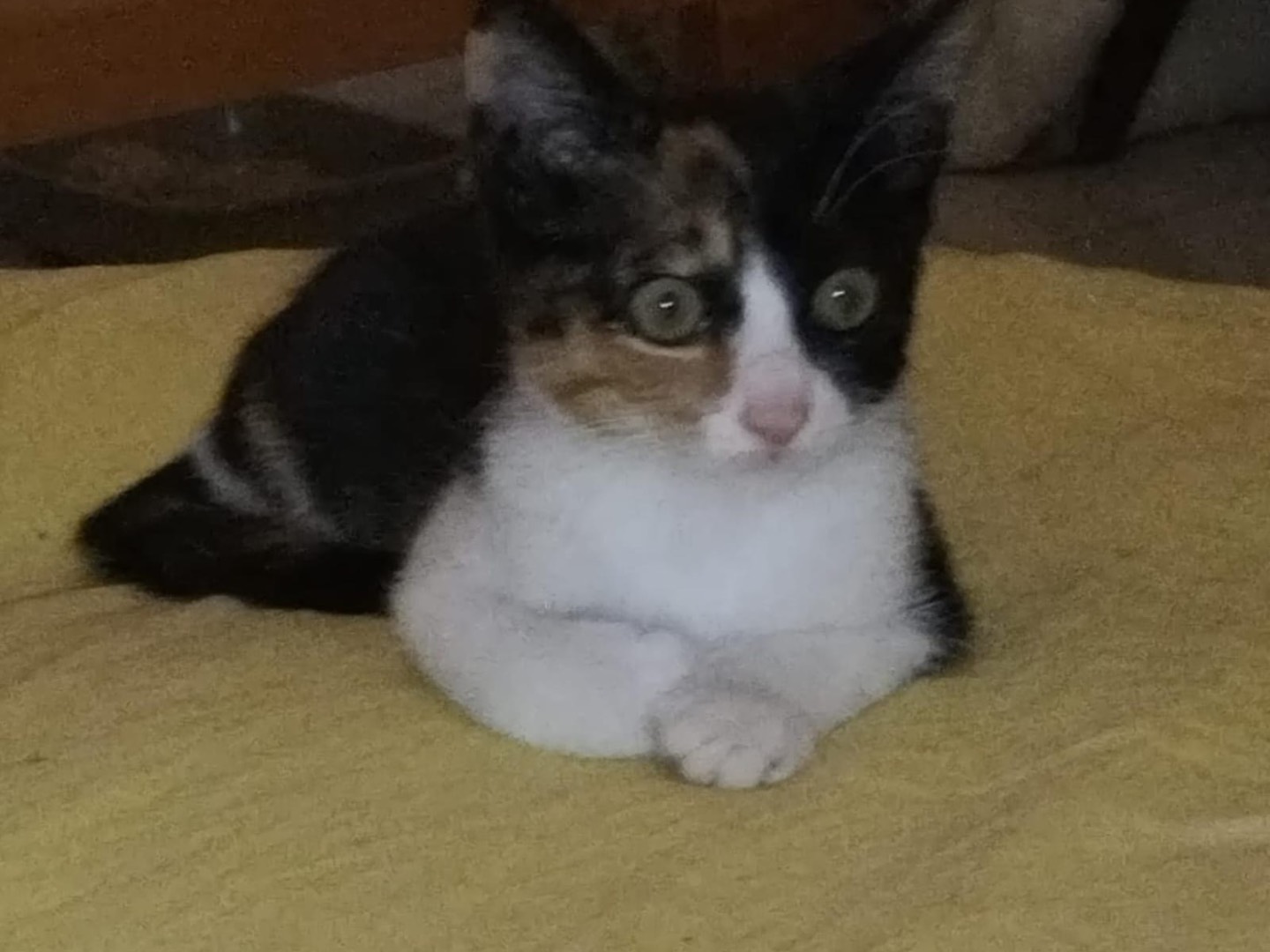 Adotta un gatto, femmina, 4 mesi, Benevento