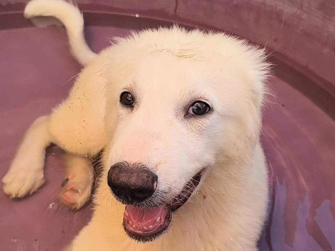 Vuoi adottare un cane a Caserta?