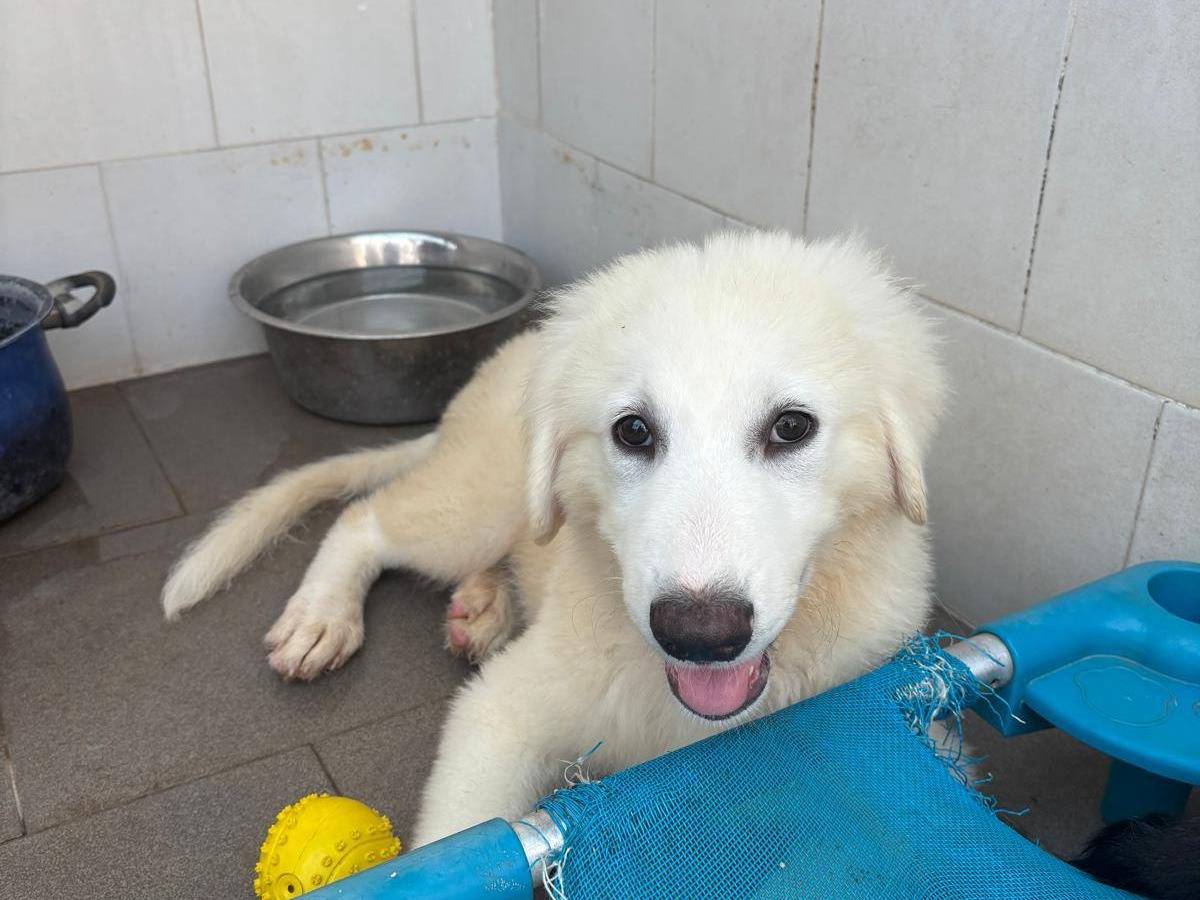 Adotta il cane Tom a Caserta