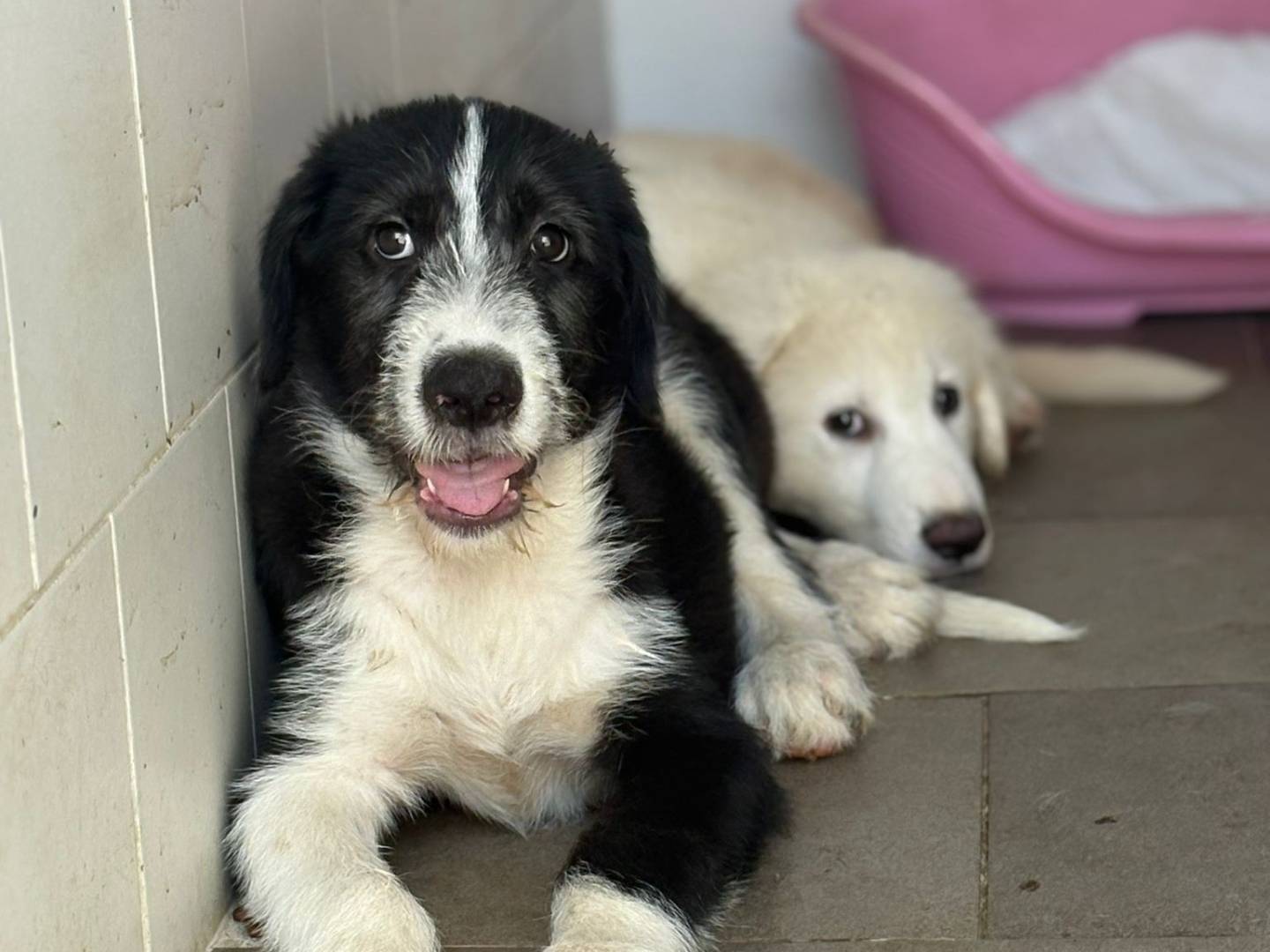 Adozione cane, maschio, Pastore maremmano Razza sconosciuta, 3 mesi, taglia grande, Caserta