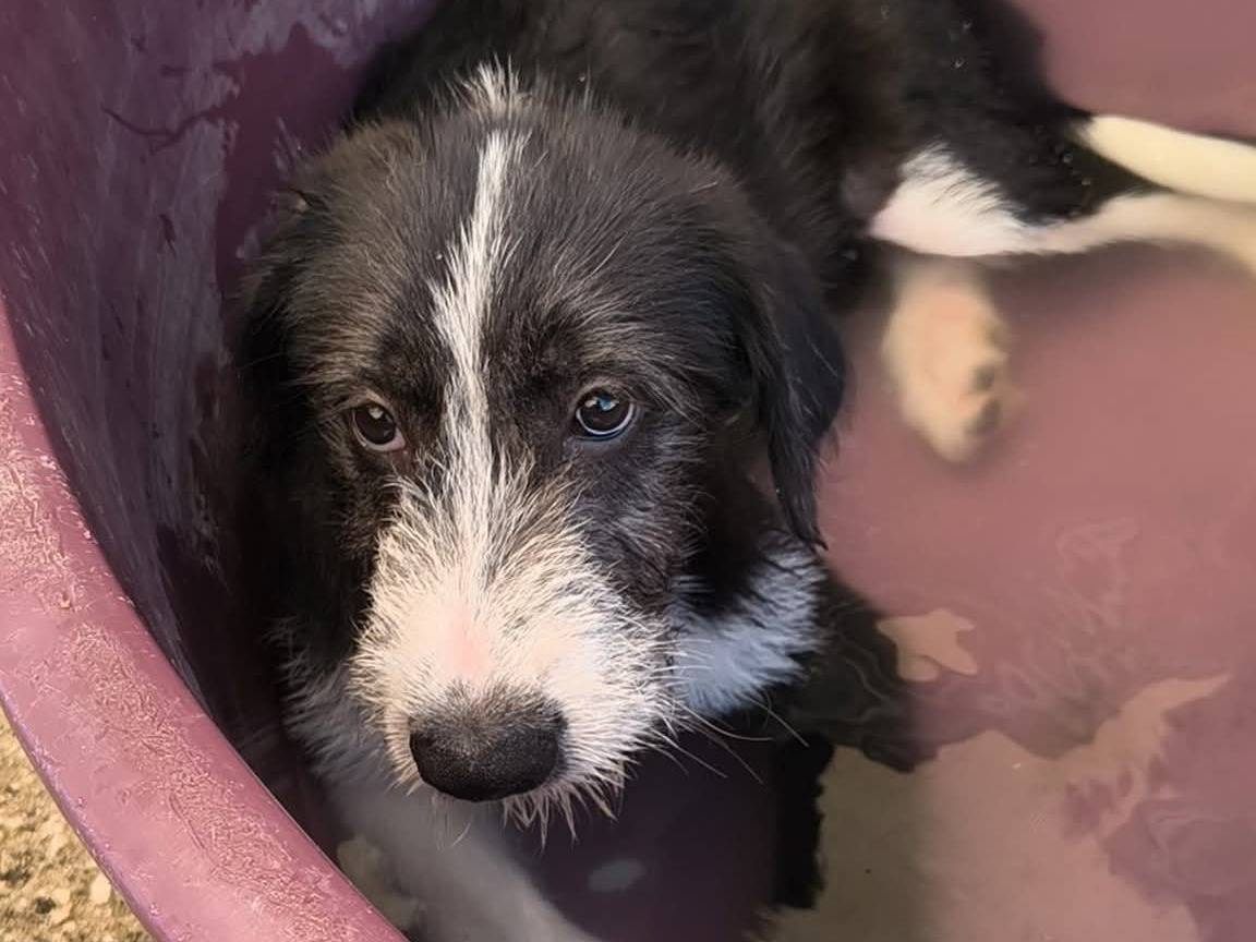 Adotta un cane, maschio, 3 mesi, Caserta