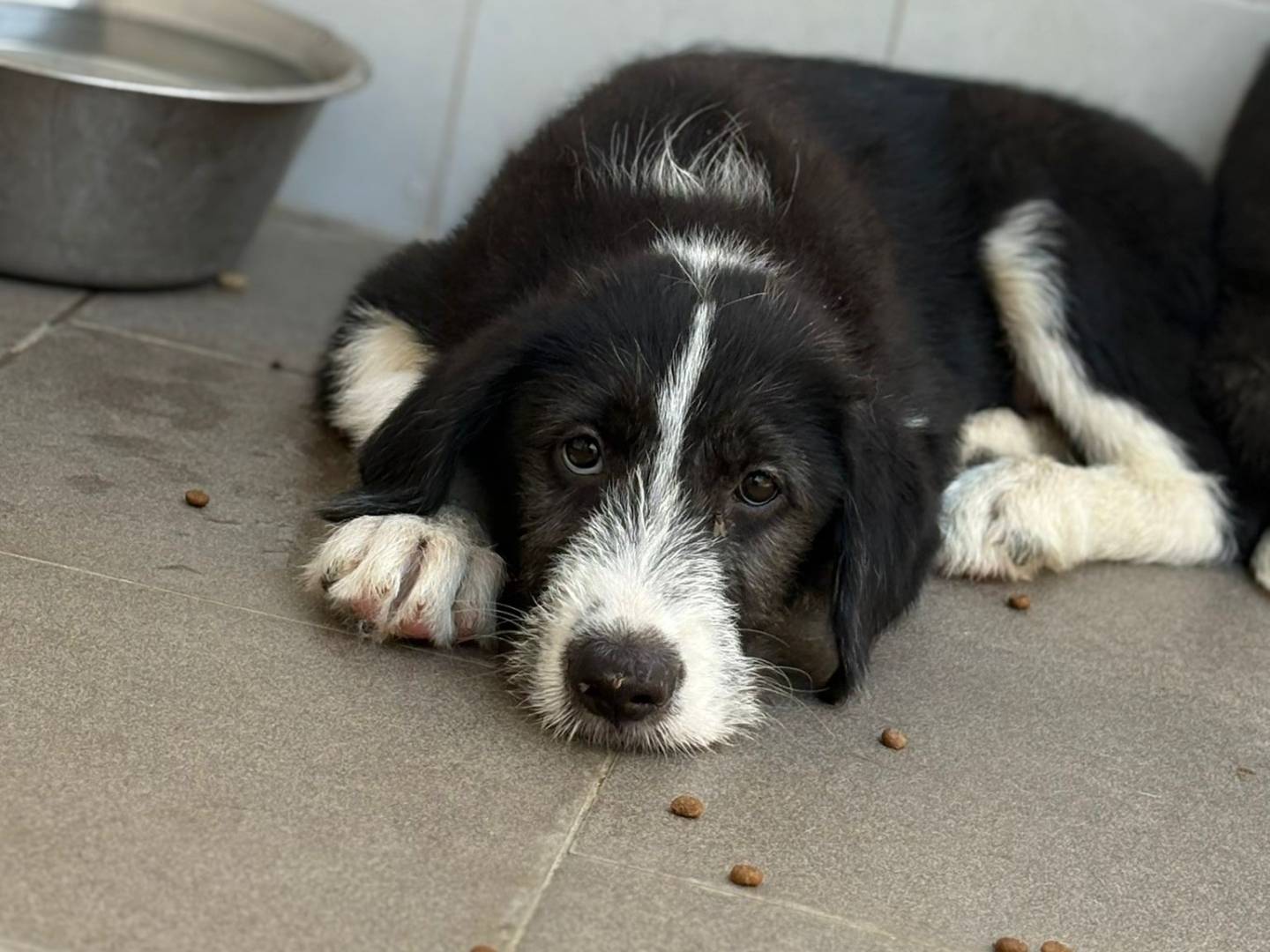 Adotta un cane, taglia grande, maschio, Caserta