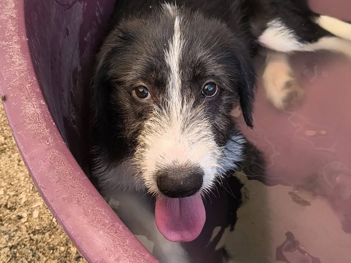 Vuoi adottare un cane a Caserta?