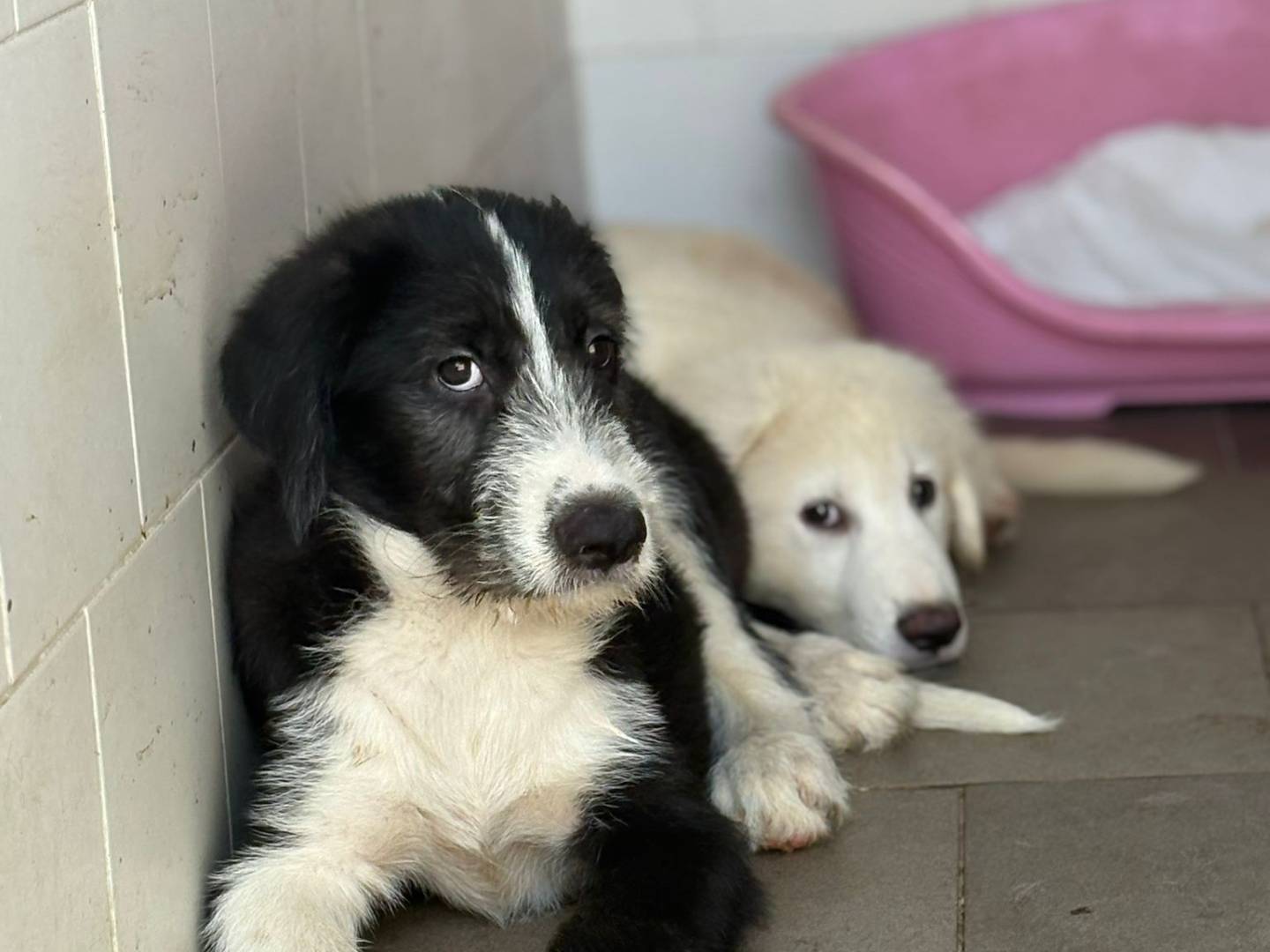 Adotta il cane ANDREA a Caserta