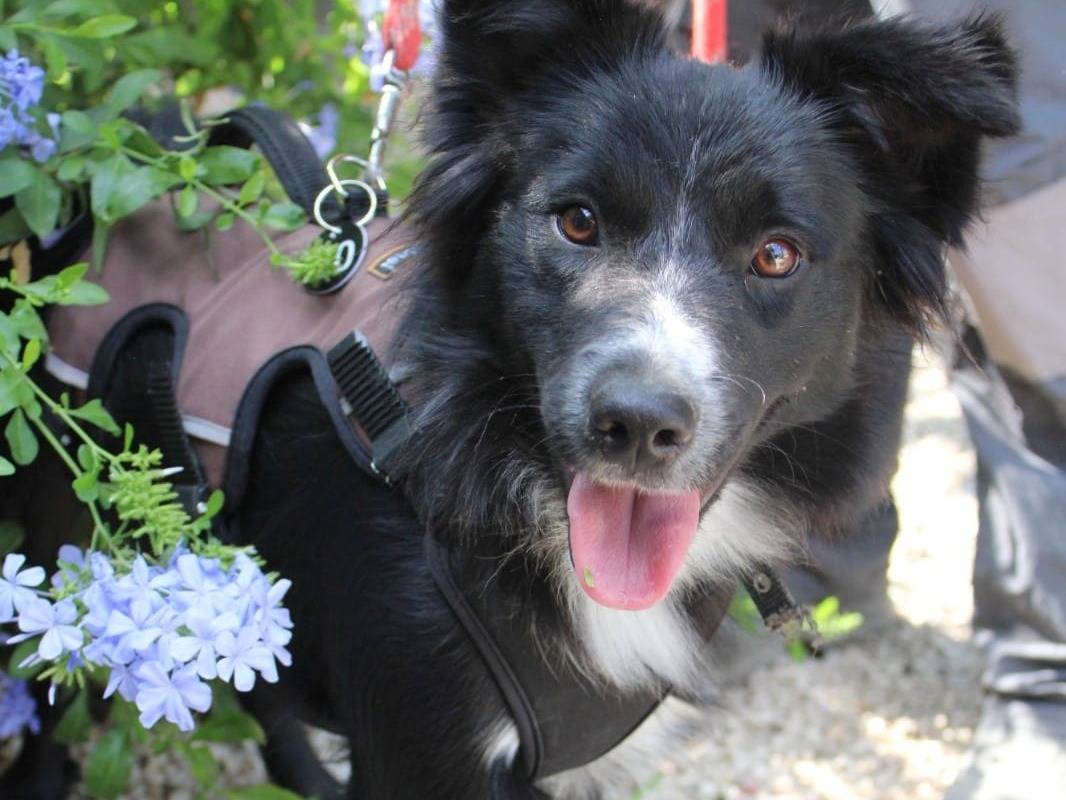 Adozione cane, maschio, Border Collie Razza sconosciuta, 9 mesi, taglia piccola, Roma