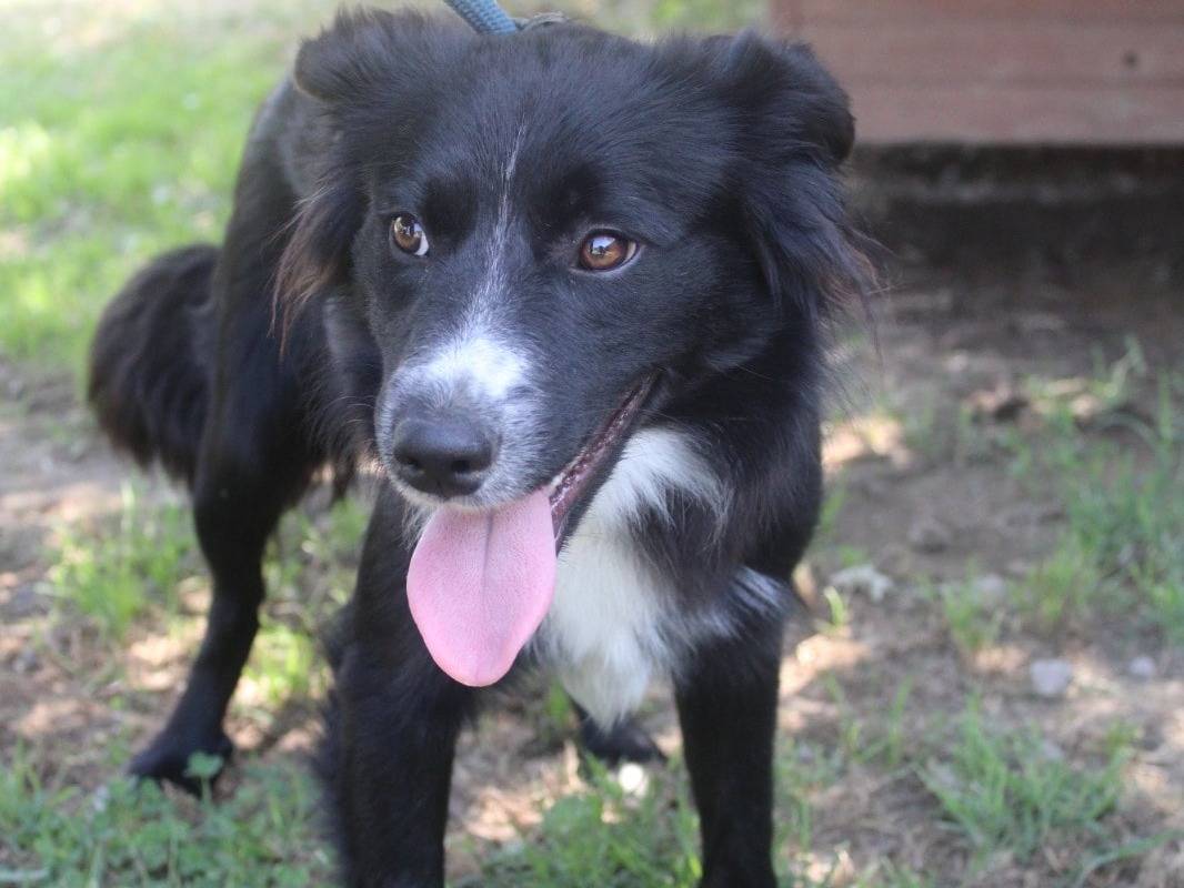 Adotta un cane, maschio, 9 mesi, Roma