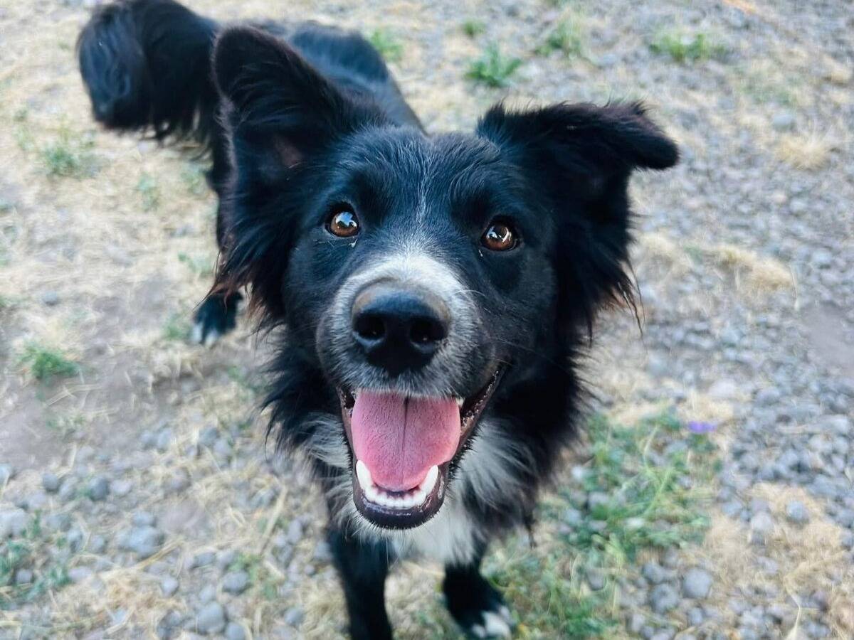 Adotta un cane, taglia piccola, maschio, Roma