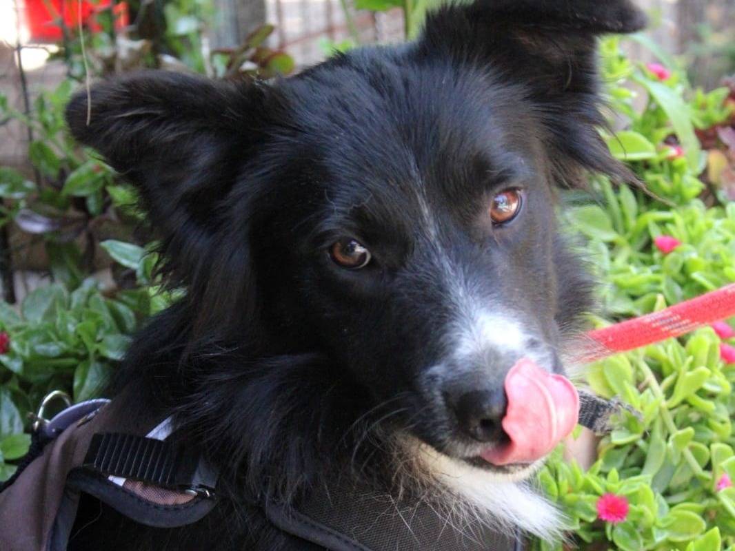 Vuoi adottare un cane a Roma?