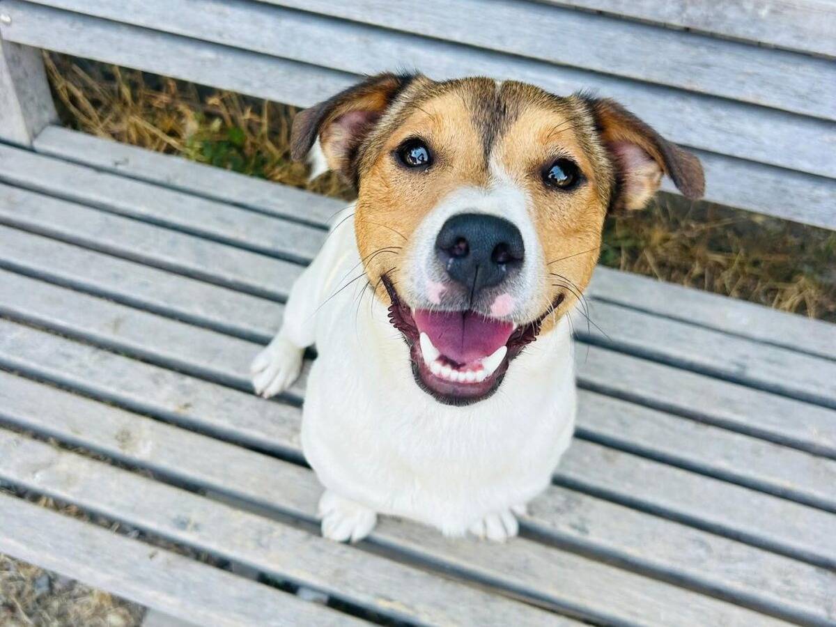 Adozione cane, maschio, Jack Russell Terrier Razza sconosciuta, 9 mesi, taglia piccola, Roma