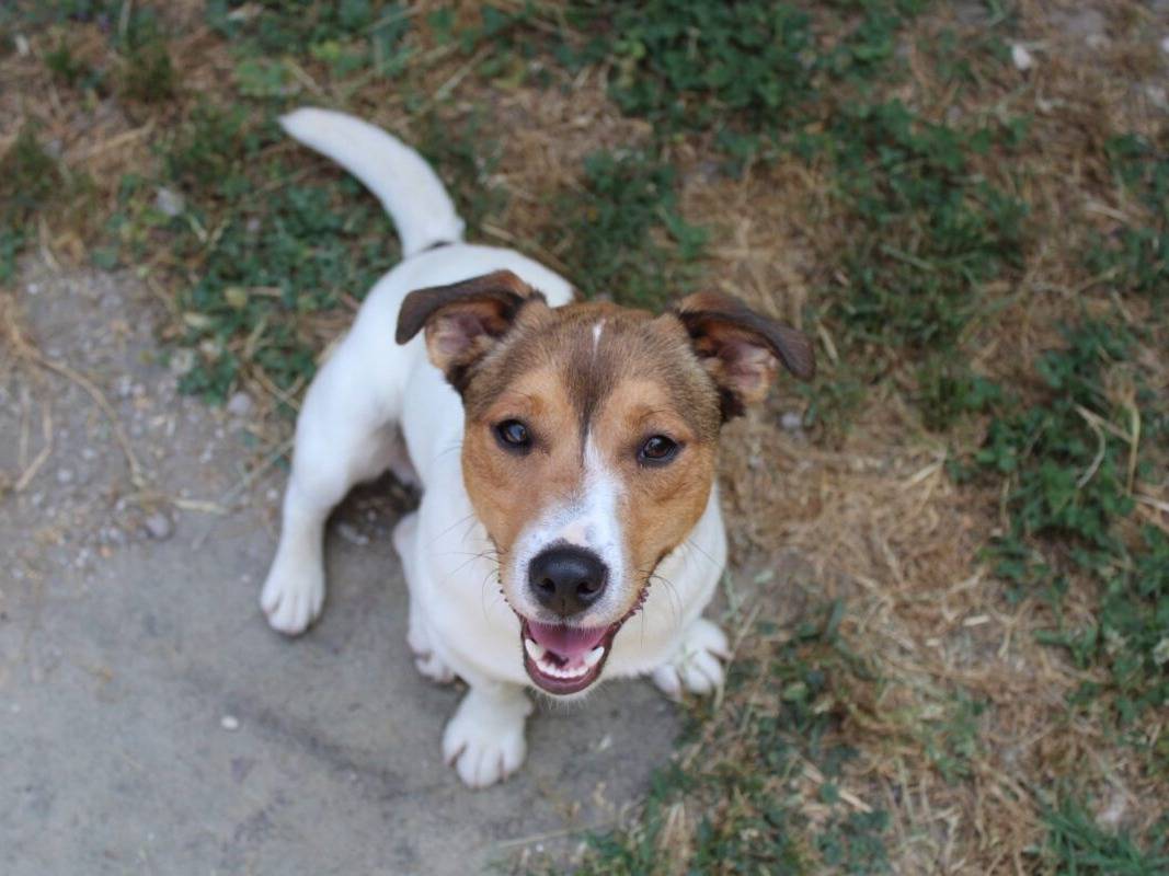 Adotta un cane, maschio, 9 mesi, Roma